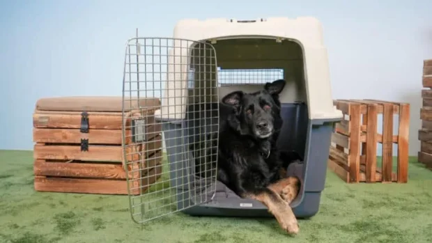 Kutya kennel, kennel, kutya szoba kennel, boxhoz szoktatás kutyának, kennelhez szoktatás kutyának, kutya sír a boxban mit tegyek, meddig lehet a kutya a boxban