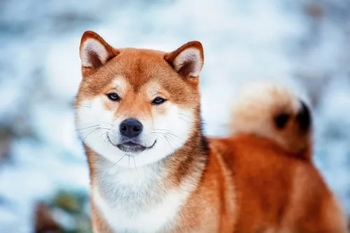 Shiba Inu, Shiba Inu kutya, Shiba Inu kölyök, Shiba Inu mérete, Shiba Inu jellem, Shiba Inu kezdőknek, Shiba Inu lakásban tartható, Shiba Inu behívás tanítása, Shiba Inu szökős mit tegyek