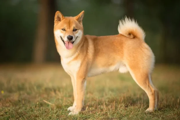Shiba Inu, Shiba Inu kutya, Shiba Inu kölyök, Shiba Inu mérete, Shiba Inu jellem, Shiba Inu kezdőknek, Shiba Inu lakásban tartható, Shiba Inu behívás tanítása, Shiba Inu szökős mit tegyek