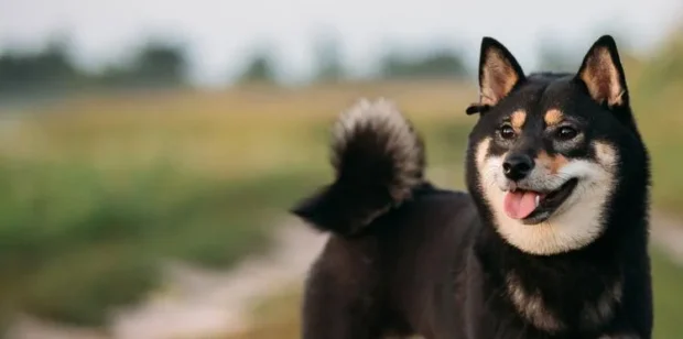 Shiba Inu, Shiba Inu kutya, Shiba Inu kölyök, Shiba Inu mérete, Shiba Inu jellem, Shiba Inu kezdőknek, Shiba Inu lakásban tartható, Shiba Inu behívás tanítása, Shiba Inu szökős mit tegyek