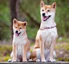 Shiba Inu, Shiba Inu kutya, Shiba Inu kölyök, Shiba Inu mérete, Shiba Inu jellem, Shiba Inu kezdőknek, Shiba Inu lakásban tartható, Shiba Inu behívás tanítása, Shiba Inu szökős mit tegyek