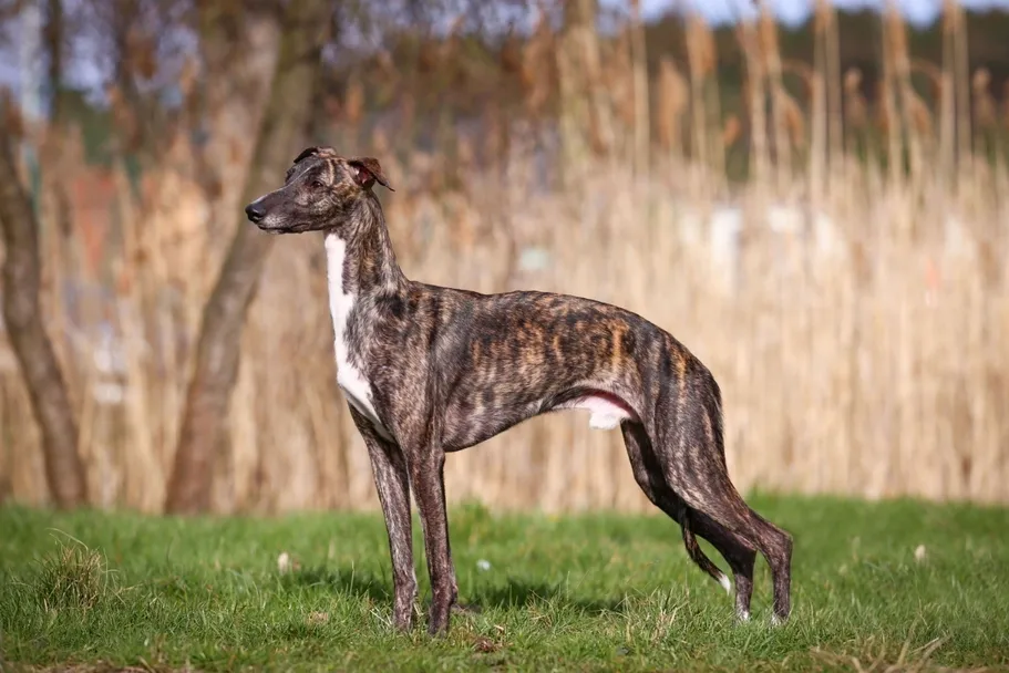 Whippet kutya: jellem, tartás lakásban, fázósság, mozgásigény és egészség – teljes útmutató