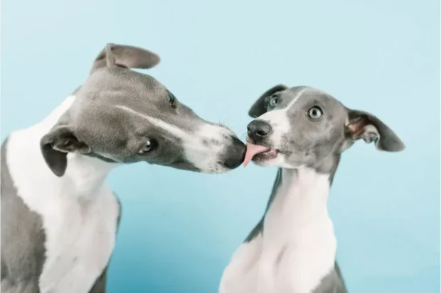 Whippet, kis angol agár, whippet agár, whippet kutya, whippet kölyök, whippet jellem, whippet lakásban tartható-e, whippet fázós-e, whippet ruha télen, whippet mennyit mozogjon naponta, whippet szökős-e, whippet szeparáció, whippet vedlik-e, whippet kölyök nevelése, whippet egészség szűrések, whippet futtatás