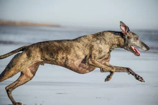 Whippet, kis angol agár, whippet agár, whippet kutya, whippet kölyök, whippet jellem, whippet lakásban tartható-e, whippet fázós-e, whippet ruha télen, whippet mennyit mozogjon naponta, whippet szökős-e, whippet szeparáció, whippet vedlik-e, whippet kölyök nevelése, whippet egészség szűrések, whippet futtatás