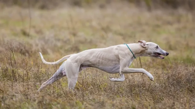 Whippet, kis angol agár, whippet agár, whippet kutya, whippet kölyök, whippet jellem, whippet lakásban tartható-e, whippet fázós-e, whippet ruha télen, whippet mennyit mozogjon naponta, whippet szökős-e, whippet szeparáció, whippet vedlik-e, whippet kölyök nevelése, whippet egészség szűrések, whippet futtatás