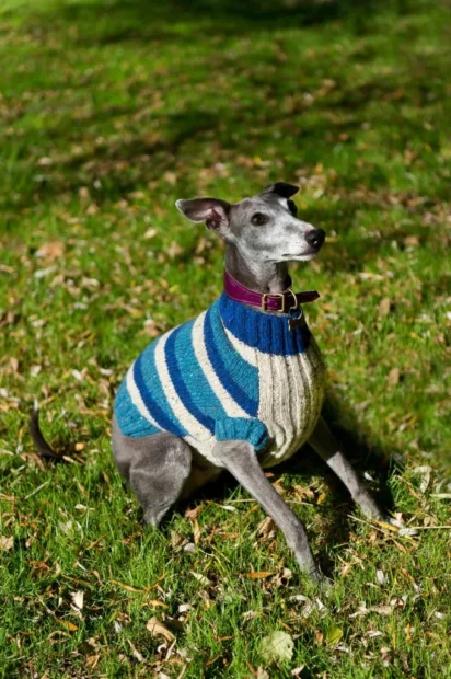 Whippet, kis angol agár, whippet agár, whippet kutya, whippet kölyök, whippet jellem, whippet lakásban tartható-e, whippet fázós-e, whippet ruha télen, whippet mennyit mozogjon naponta, whippet szökős-e, whippet szeparáció, whippet vedlik-e, whippet kölyök nevelése, whippet egészség szűrések, whippet futtatás