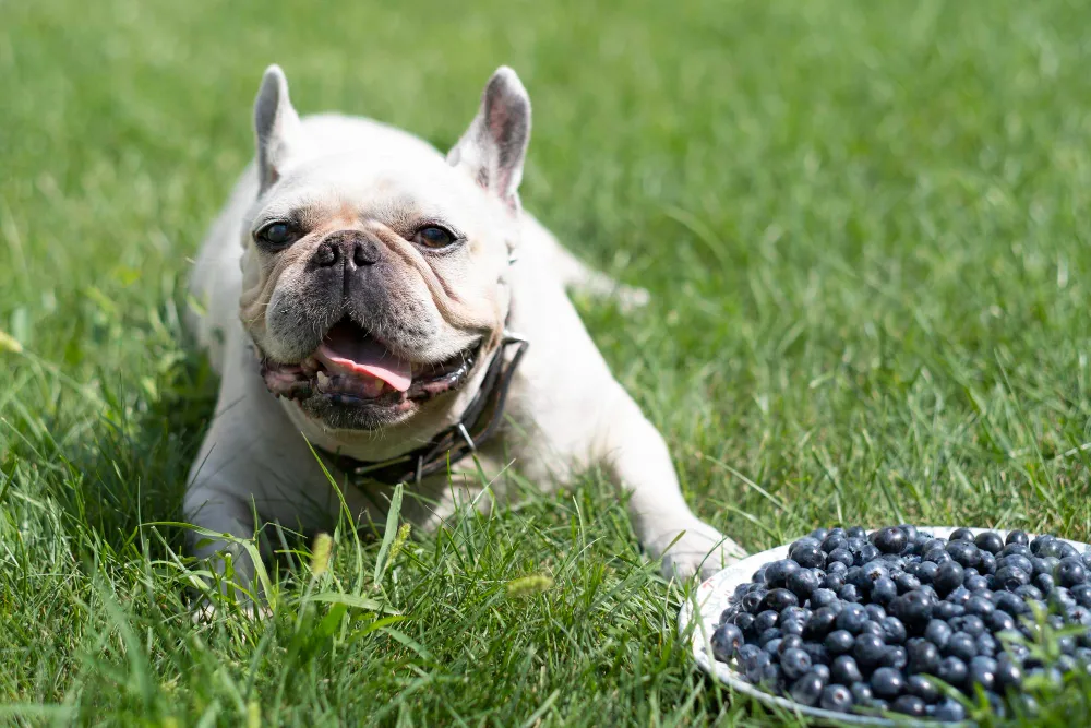 Ehet a kutya áfonyát? Antioxidáns oké, de mennyi az annyi (teljes útmutató)