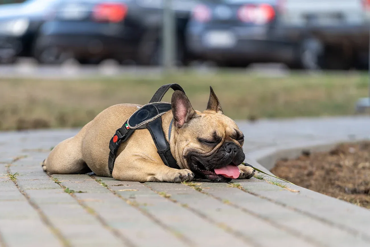 Francia bulldog légzési problémái: Minden, amit a BOAS szindrómáról tudnod kell