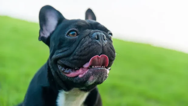 francia bulldog légzés, BOAS szindróma kutya, brachycephal szindróma tünetei, kutya horkolás okai, francia bulldog műtét ára, lágyszájpadlás műtét kutya, kutya nehézlégzés
