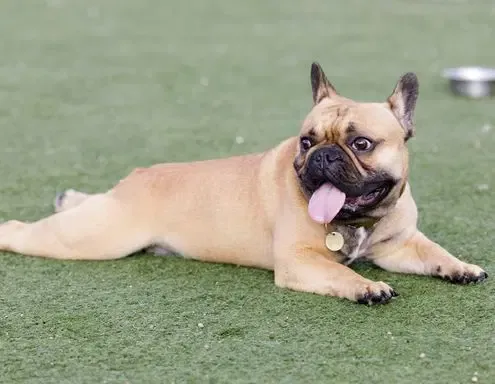 francia bulldog légzés, BOAS szindróma kutya, brachycephal szindróma tünetei, kutya horkolás okai, francia bulldog műtét ára, lágyszájpadlás műtét kutya, kutya nehézlégzés