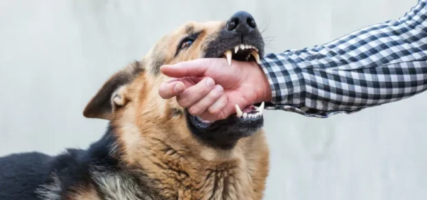kutyaharapás, harapás, kutyaharapás kezelése, kutyaharapás gyógyulási ideje, kutyaharapás mikor forduljunk orvoshoz, kutyaharapás utáni tünetek, kutyaharapás megelőzése