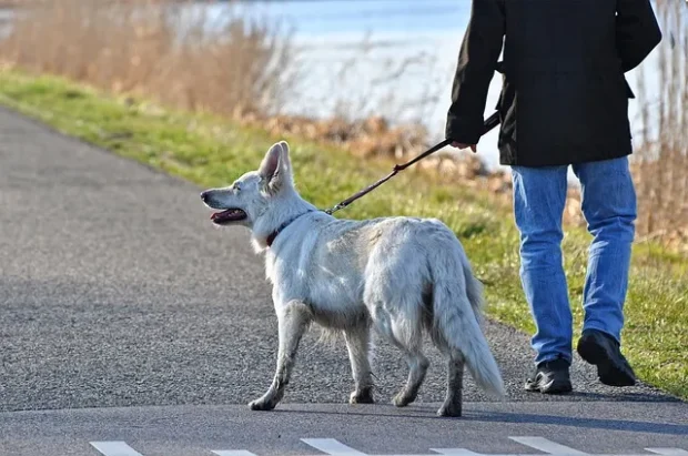 nem hallgat rám a kutyám, miért nem hallgat rám a kutya, kutya nem figyel sétán, kutya otthon hallgat kint nem, kutya nem reagál a nevére, kutya nem jön vissza behívásra