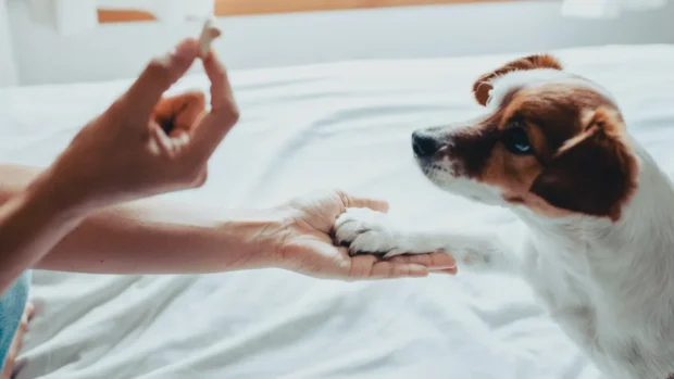 pacsi, kutyatrükk, trükk, pacsi tanítása kutyának, high five tanítása kutyának, pacsi trükk kutya, kutya karmol pacsinál mit tegyek, pacsi tanítása kölyökkutyának, klikkerrel pacsi tanítása