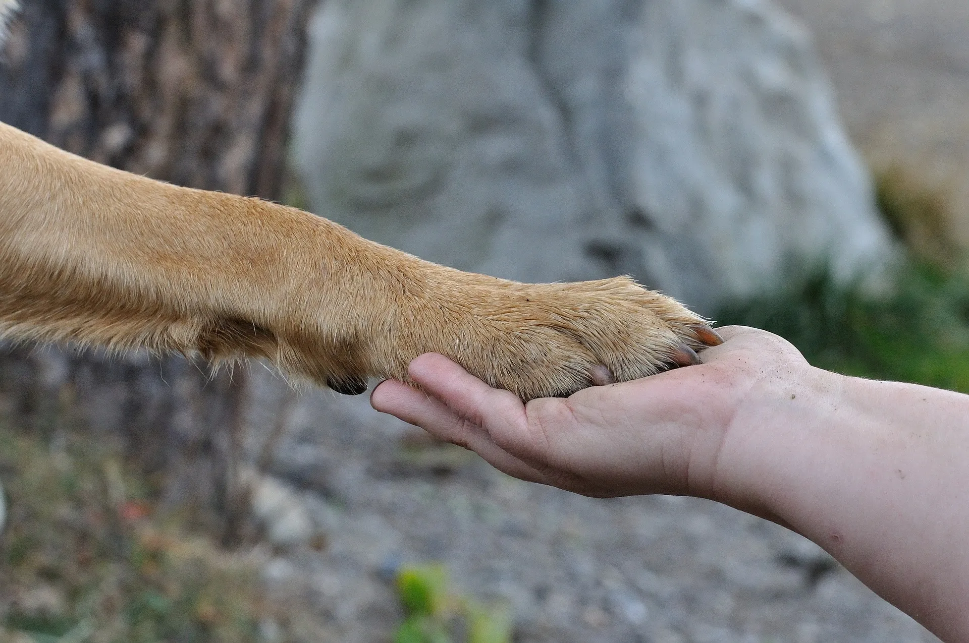 Pacsi tanítása kutyának: lépésről lépésre (High five, “touch” és a hibák javítása)