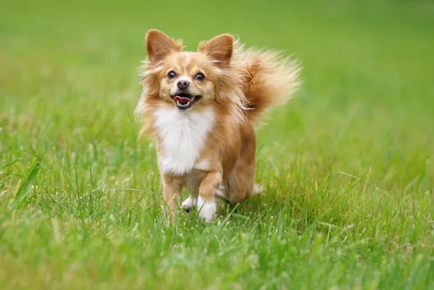 chihuahua, csivava, csivava kutya, hosszú szőrű csivava, mini csivava, csivava kölyök, chihuahua jellem, csivava nevelése, csivava egészség, csivava táplálása