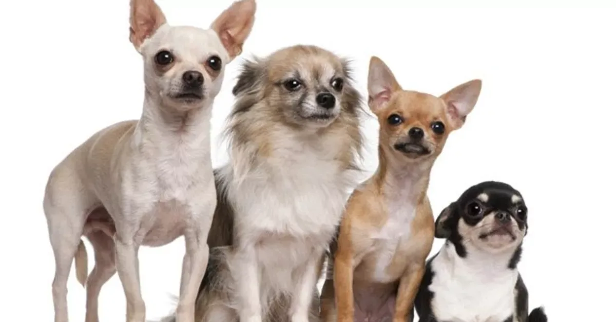 Chihuahua (csivava): nevelés, egészség – miért más, mint a többi kutya?