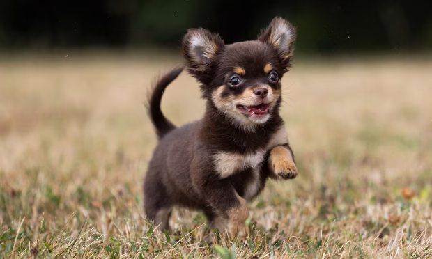 chihuahua, csivava, csivava kutya, hosszú szőrű csivava, mini csivava, csivava kölyök, chihuahua jellem, csivava nevelése, csivava egészség, csivava táplálása
