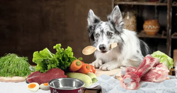 házi kutyaeledel készítése,házi koszt, mit főzzek a kutyámnak, házi koszt kutyának, főtt kutyaeledel recept, kutyának főzni hogyan, házilag főzött kutyakoszt, házi kutyakoszt arányok, kutyának való alapanyagok2