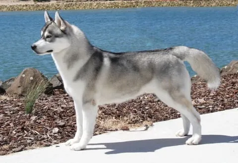 husky, szibériai husky, husky kutyák, husky kölyök, husky jellem, husky tartása lakásban, husky mozgásigény, husky nevelése kezdőknek, husky kinek való