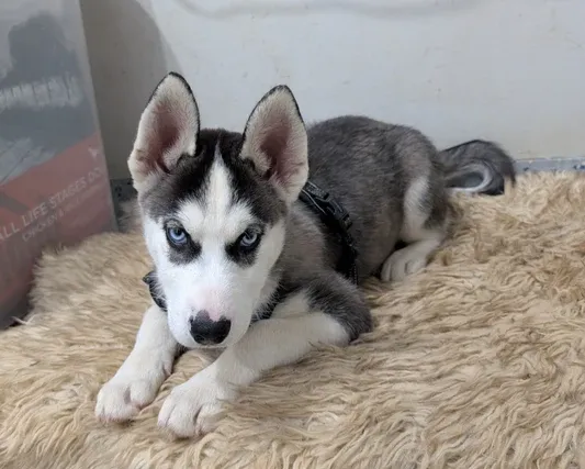 husky, szibériai husky, husky kutyák, husky kölyök, husky jellem, husky tartása lakásban, husky mozgásigény, husky nevelése kezdőknek, husky kinek való