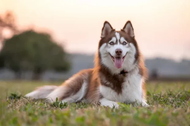 husky, szibériai husky, husky kutyák, husky kölyök, husky jellem, husky tartása lakásban, husky mozgásigény, husky nevelése kezdőknek, husky kinek való