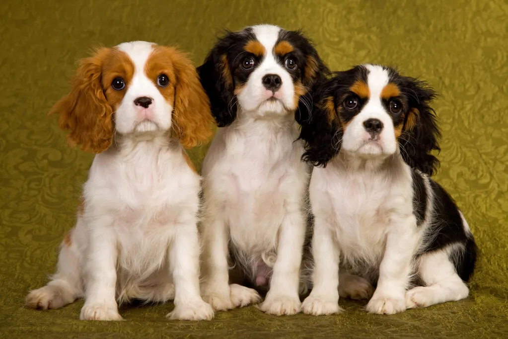 Cavalier King Charles spániel: jellem, szívbetegség-kockázat, tartás lakásban, szőrápolás, mozgásigény, kinek való (teljes útmutató)