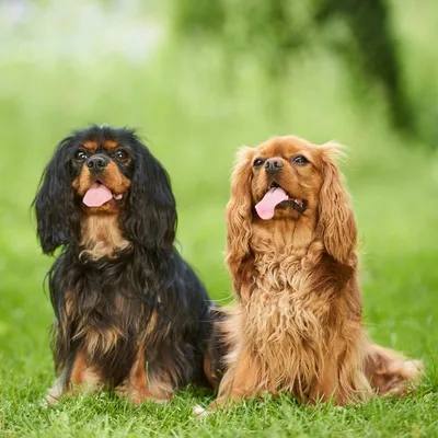 king charles spániel, cavalier king charles, cavalier, cavalier spániel, cavalier king charles spániel jellem, cavalier king charles spániel kezdőknek