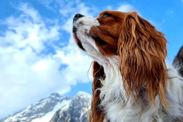 king charles spániel, cavalier king charles, cavalier, cavalier spániel, cavalier king charles spániel jellem, cavalier king charles spániel kezdőknek