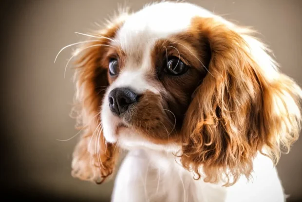 king charles spániel, cavalier king charles, cavalier, cavalier spániel, cavalier king charles spániel jellem, cavalier king charles spániel kezdőknek