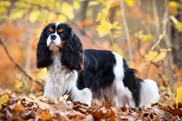 king charles spániel, cavalier king charles, cavalier, cavalier spániel, cavalier king charles spániel jellem, cavalier king charles spániel kezdőknek