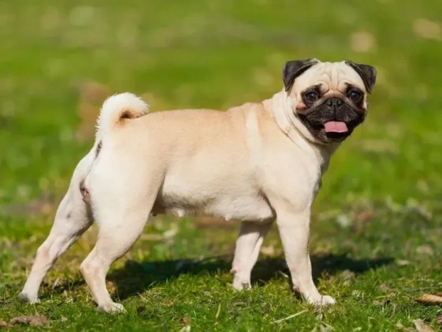 mopsz, mopsz kutya, mopsz kiskutya, mopsz kölyök, mopsz tartása lakásban, mopsz jelleme, mopsz egészségügyi problémák, mopsz etetése, mopsz nevelése