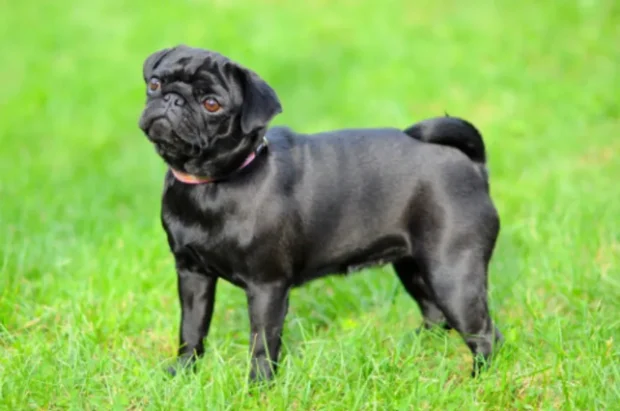 mopsz, mopsz kutya, mopsz kiskutya, mopsz kölyök, mopsz tartása lakásban, mopsz jelleme, mopsz egészségügyi problémák, mopsz etetése, mopsz nevelése