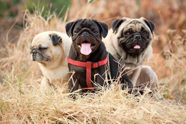 mopsz, mopsz kutya, mopsz kiskutya, mopsz kölyök, mopsz tartása lakásban, mopsz jelleme, mopsz egészségügyi problémák, mopsz etetése, mopsz nevelése