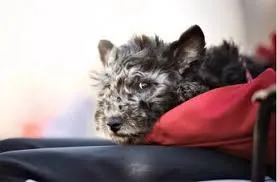 pumi kutya, pumi, pumi kölyök, pumi jellemzői, pumi kutya tartása, pumi kutya nevelése, pumi mozgásigénye, pumi kutya lakásban, pumi vagy puli, pumi tenyésztő, pumi kutya ára