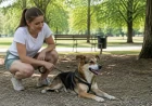 Miért liheg a kutya? Normális lihegés, kóros okok és vészjelek