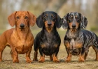Tacskó színek: FCI-színváltozatok, dapple/harlekin és brindle