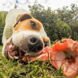 barf etetés, barf etetés kutyáknak, barf etetés kutyáknak kezdőknek, barf arányok kutyának, mennyi csontot ehet a kutya barfban, barf kölyökkutyának mikortól, barf kiegészítők