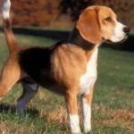 beagle kutya, beagle jellem, beagle nevelése, beagle mozgásigénye, beagle kölyök