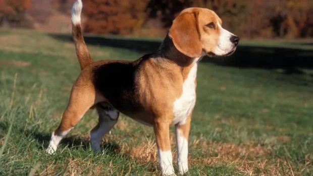 beagle kutya, beagle jellem, beagle nevelése, beagle mozgásigénye, beagle kölyök