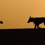 behívás tanítása, behívás tanítása nehéz környezetben, kutya nem jön vissza behívásra, behívás gyakorlása kint, kutya parkban nem hallgat, hogyan tanítsam meg a behívást