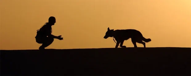 behívás tanítása, behívás tanítása nehéz környezetben, kutya nem jön vissza behívásra, behívás gyakorlása kint, kutya parkban nem hallgat, hogyan tanítsam meg a behívást