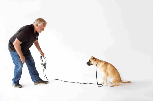 behívás tanítása, behívás tanítása nehéz környezetben, kutya nem jön vissza behívásra, behívás gyakorlása kint, kutya parkban nem hallgat, hogyan tanítsam meg a behívást