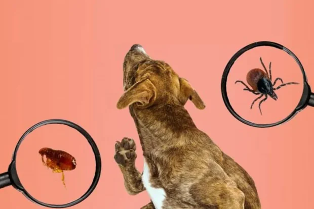 bolha és kullancs, bolha és kullancs elleni védekezés kutyáknál, bolha elleni védekezés kutyáknak