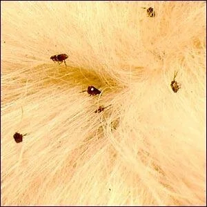 bolhairtás lakásban, bolha a kutyán mit tegyek, bolha életciklusa, bolhafésű használata, bolhaallergia kutyáknál, kutya bolhairtó tabletta, lakás fertőtlenítése bolha ellen, 7 napos bolhairtási terv, bolha a lakásban porszívózás