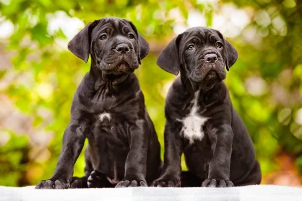 cane corso jellem cane corso nevelese cane corso lakasban tarthato cane corso telen udvaron tarthato cane corso nevelese kezdoknek cane corso szocializacio cane corso mennyi mozgas kell2