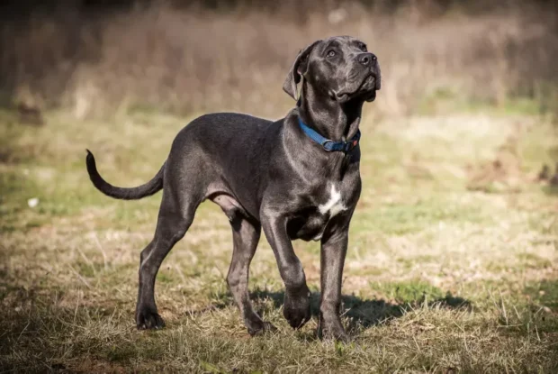 cane corso jellem, cane corso nevelése, cane corso lakásban tartható, cane corso télen udvaron tartható, cane corso nevelése kezdőknek, cane corso szocializáció, cane corso mennyi mozgás kell