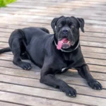 Cane Corso: jellem, nevelés, kinek való, gyakori hibák + lakásban és télen az udvaron 12 cane corso jellem, cane corso nevelése, cane corso lakásban tartható, cane corso télen udvaron tartható, cane corso nevelése kezdőknek, cane corso szocializáció, cane corso mennyi mozgás kell