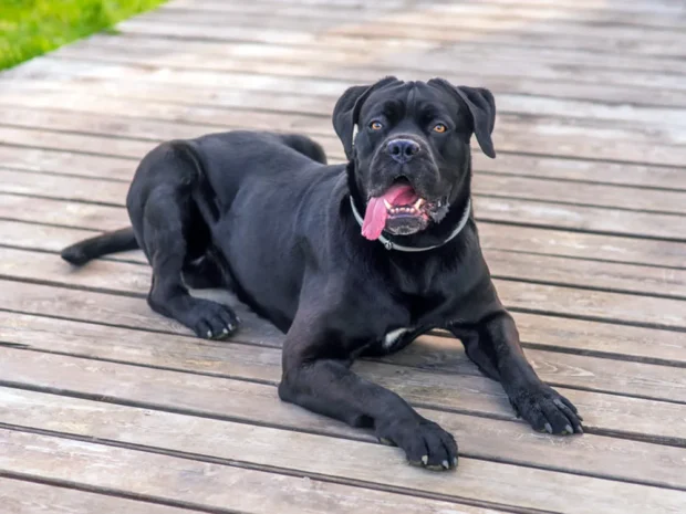 cane corso jellem, cane corso nevelése, cane corso lakásban tartható, cane corso télen udvaron tartható, cane corso nevelése kezdőknek, cane corso szocializáció, cane corso mennyi mozgás kell