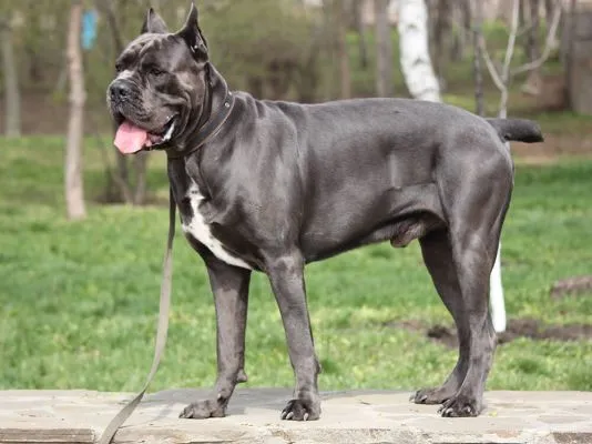cane corso jellem, cane corso nevelése, cane corso lakásban tartható, cane corso télen udvaron tartható, cane corso nevelése kezdőknek, cane corso szocializáció, cane corso mennyi mozgás kell