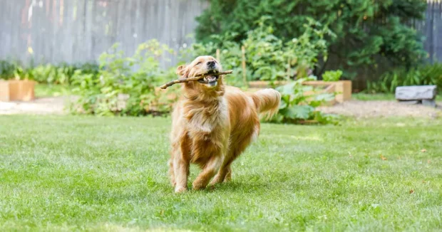 egészséges kutya rutin, napi rutin kutyáknak egészség, hogyan tartsuk egészségesen a kutyát